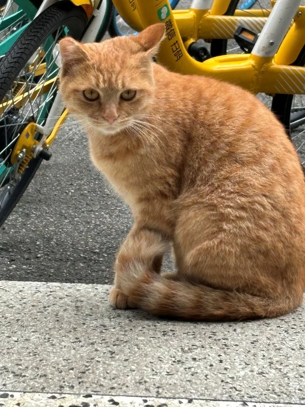 三教楼下的猫猫